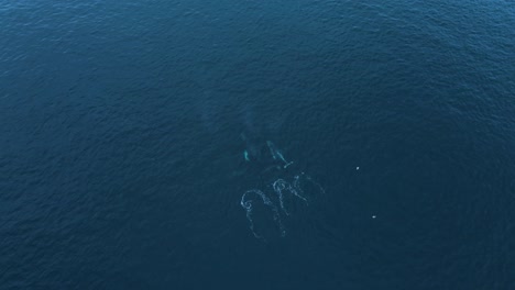 3 ballenas jorobadas gigantes migrando juntas, 4k, vista de drone, carlsbad california