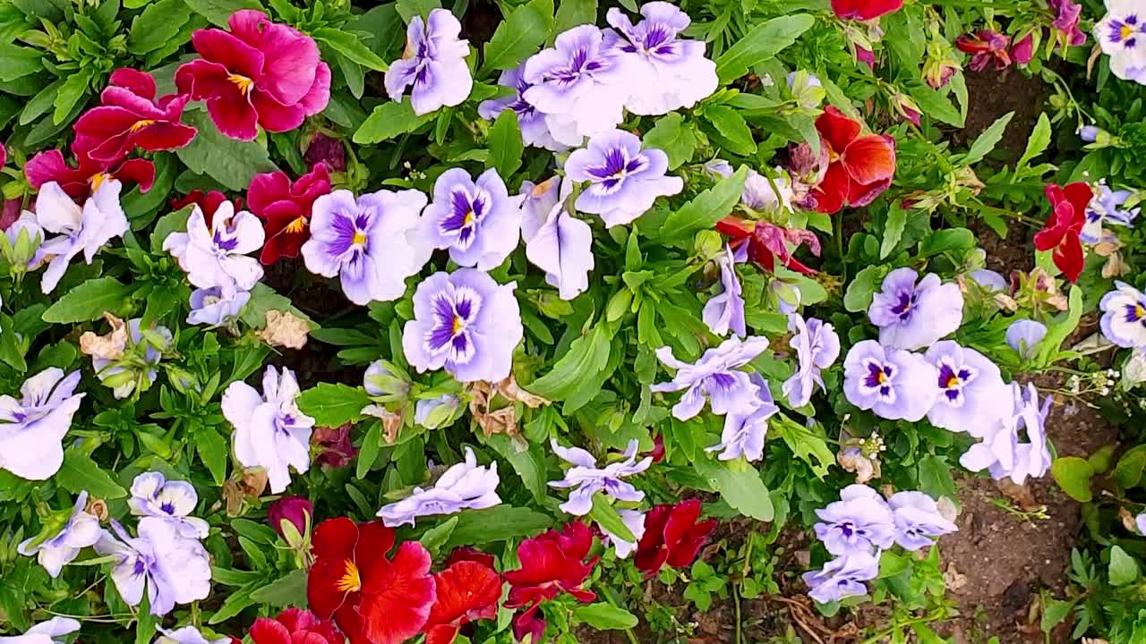 여러 가지 빛깔의 꽃이 있는 아름다운 정원, 옆으로 보기