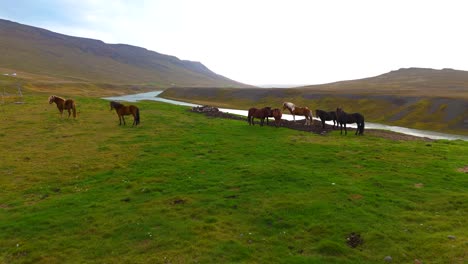 una carretilla aérea hacia un rebaño de caballos salvajes de pie junto a un río en islandia