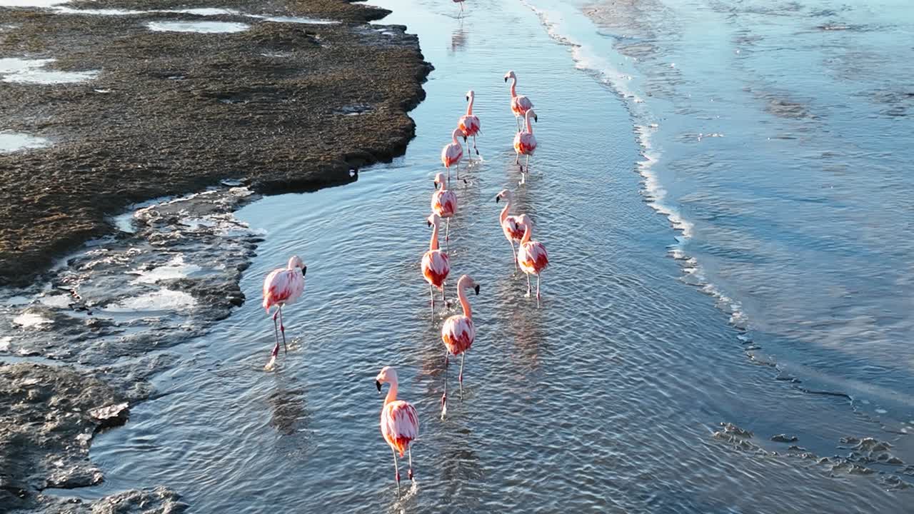 아르헨티나 의 엘 칼라파테 에 있는 아르헨티노 호수 에서 날아다니는 바다 새 들