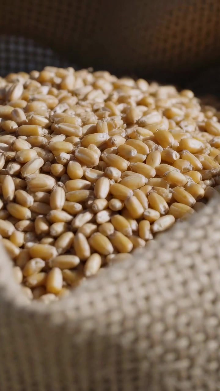 Video verticale: Grano giallo che viene versato e colpisce un sacco di iuta su una superficie piana, che si sistema per la conservazione