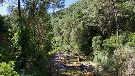 dense forest crossed by a river at midday. high mountain waters in the middle of the forest. cazorla national park. spain