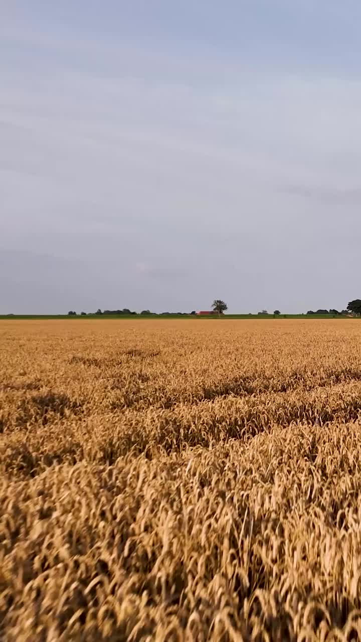 Vast Golden Wheat Field Under a Clear Sky
