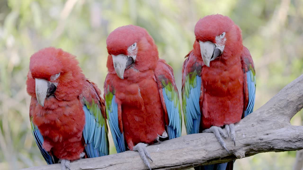 Three almost identical red and green macaws, ara chloropterus perched side by side on a wooden branch, and one picking on its claw, close up shot