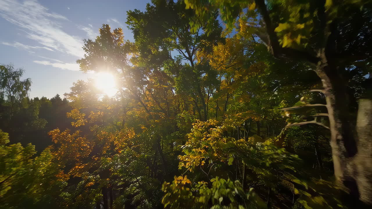 осенний лесной солнечный свет