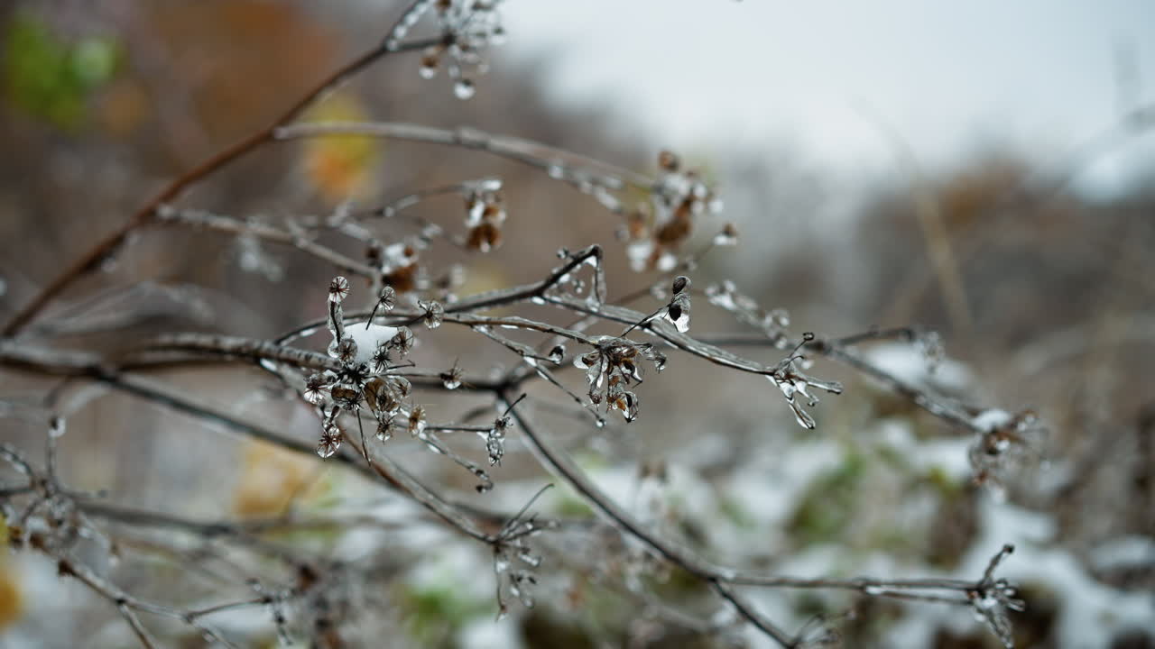 Frosted grass stems adorned with glistening ice droplets, showcasing intricate frozen details and textures, creating a tranquil winter scene with a natural blurred background
