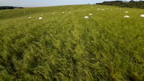 pacas de ensilaje en una envoltura de plástico blanca en un campo