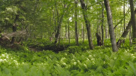 beautiful shot pulling back over lush green ferns forest scenery in summer