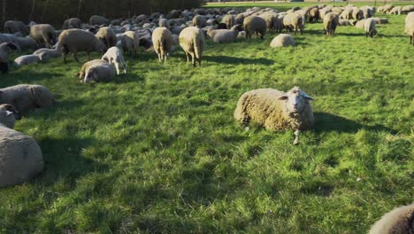 a herd of sheep is eating grass