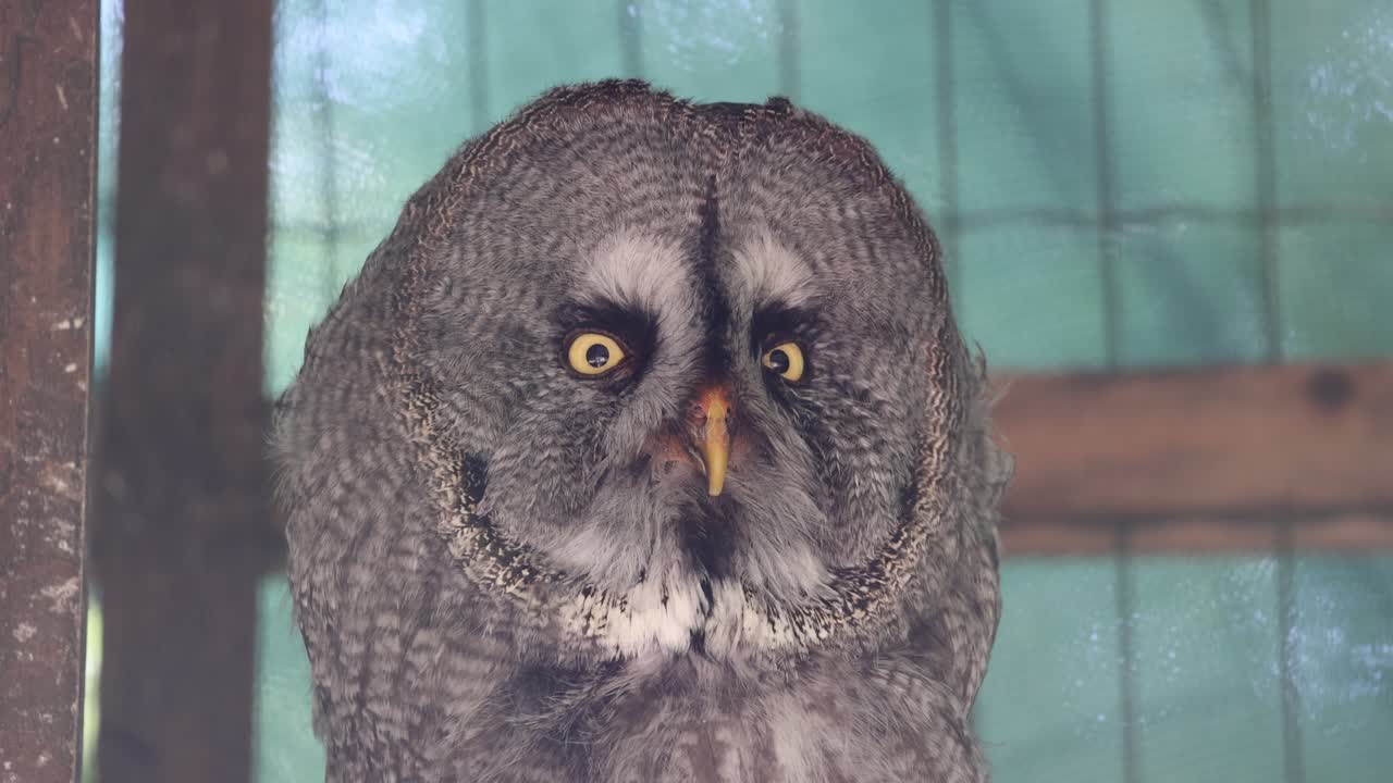 자연에서 휴식을 취하고 있는 노란 눈을 가진 큰 회색 부 ⁇ 이의 근접  ⁇