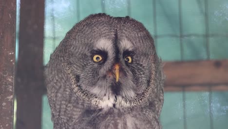 disparo de cerca de un gran búho gris con ojos amarillos descansando en la naturaleza