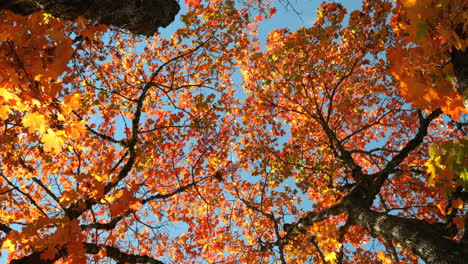 Low-angle-view-of-autumn-leaves-4k