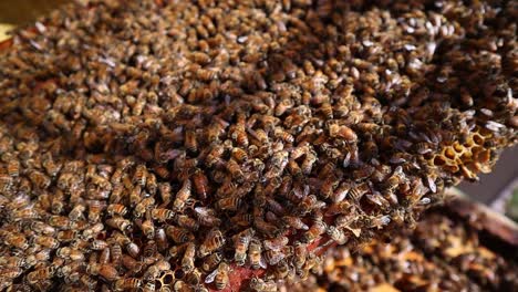 closeup of bee hive filled with honey bees swarm