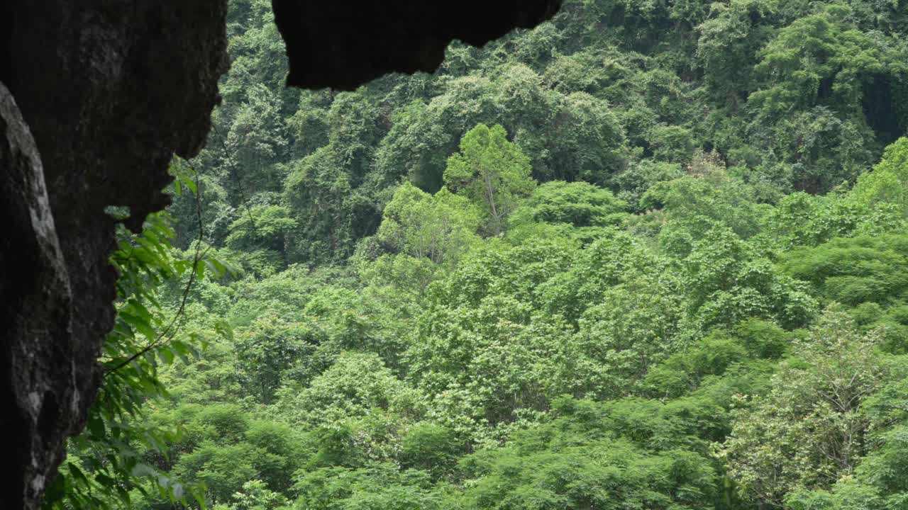 Lush tropical greenery surrounds the entrance of Trung Trang Cave on Cat Ba Island, Vietnam
