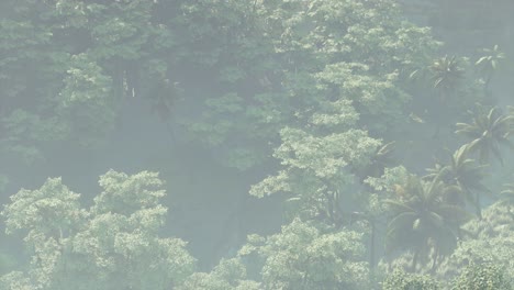 fog covered jungle rainforest landscape