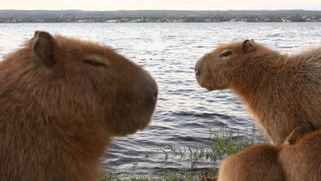 vista de cerca de dos capíbaras, hydrochoerus hydrochaeris, en el borde del lago