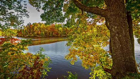 Wunderschöne-Herbstliche-Waldfarben-In-Der-Nähe-Des-Wassersees,-Fusionszeitraffer