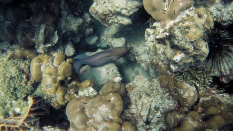 underwater shot from above of giant moray hiding amongs corals at andaman sea