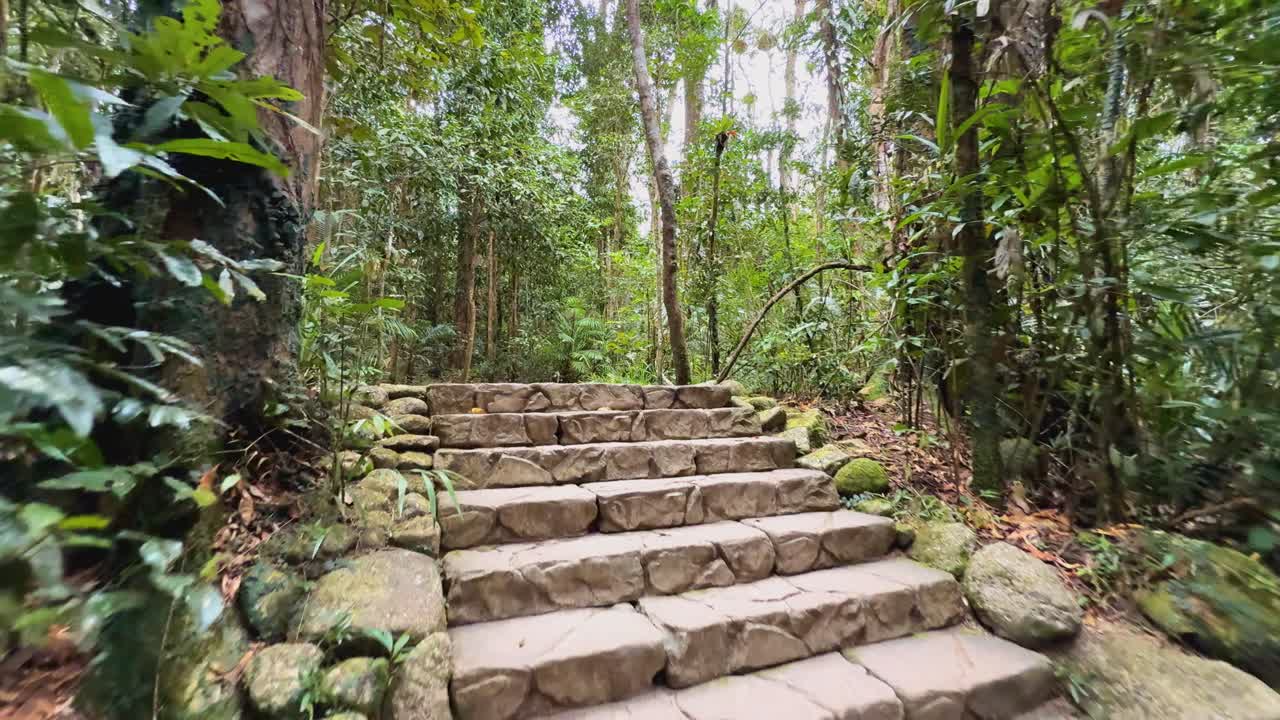 Stone steps and lush greenery in Daintree Rainforest create a tranquil, natural atmosphere under soft daylight