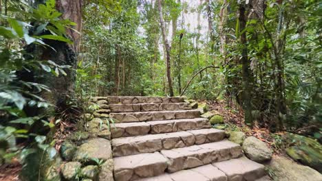 stone steps and lush greenery in daintree rainforest create a tranquil, natural atmosphere under soft daylight