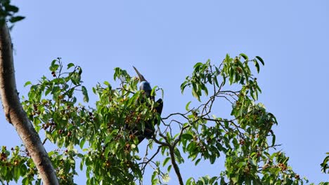 Female-seen-on-top-of-the-branches-with-ripened-fruits-while-choosing-the-best-to-eat,-Wreathed-Hornbill-Rhyticeros-undulatus,-Female,-Thailand