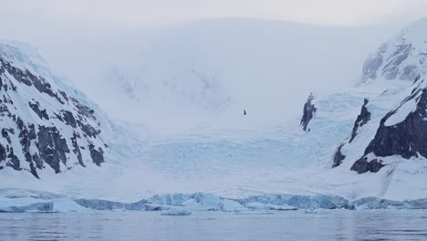 glacier mountains and bird flying in antarctica landscape, slow motion seabird in flight in winter ocean and sea scenery, coastal wildlife on beautiful antarctica peninsula coast