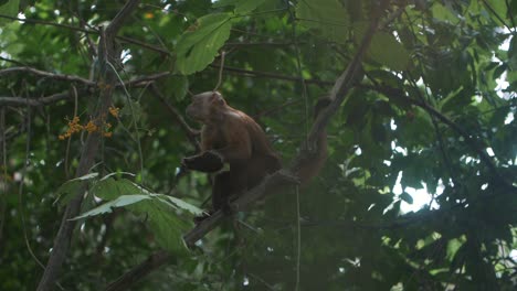 Hermoso-Mono-Capuchino-Comiendo-Mientras-Se-Sienta-En-Una-Rama-De-Un-árbol-En-Las-Selvas-De-Colombia,-Sudamérica