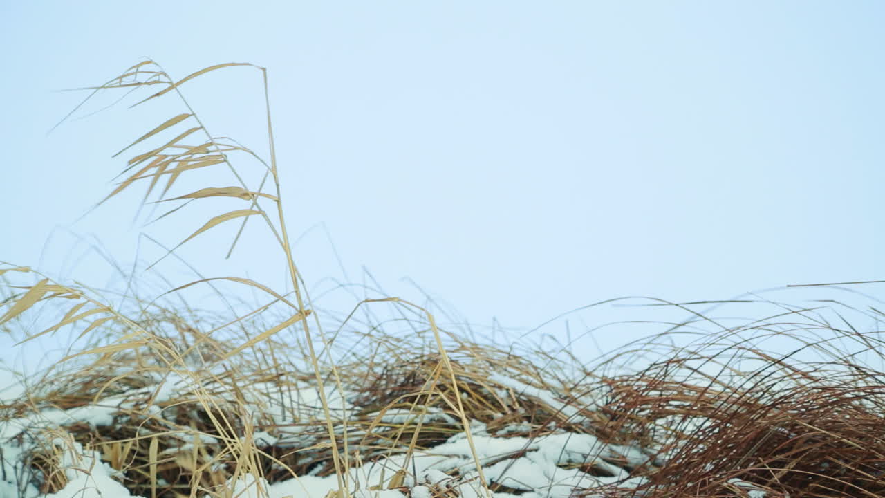 건조한 풀과 눈이 있는 겨울 풍경