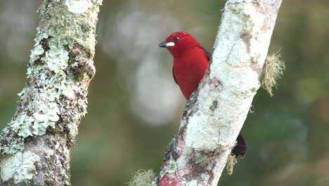 beatiful tie sangue, brazilian tanager, ramphocelus bresilius, sitting on a branch in rio de janeiro