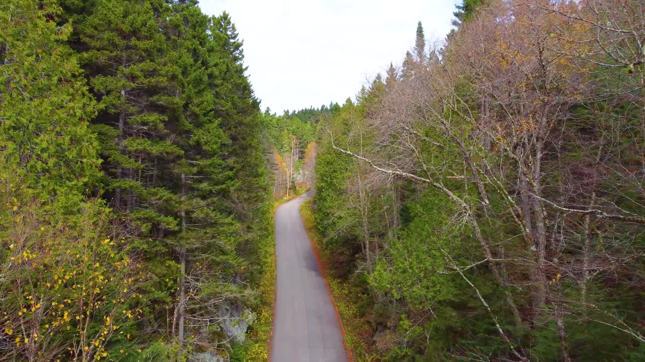 Scenic Autumn Drive Through Forest
