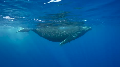 ballena jorobada joven en aguas claras alrededor de la isla de tahití, pacífico sur, polinesia francesa