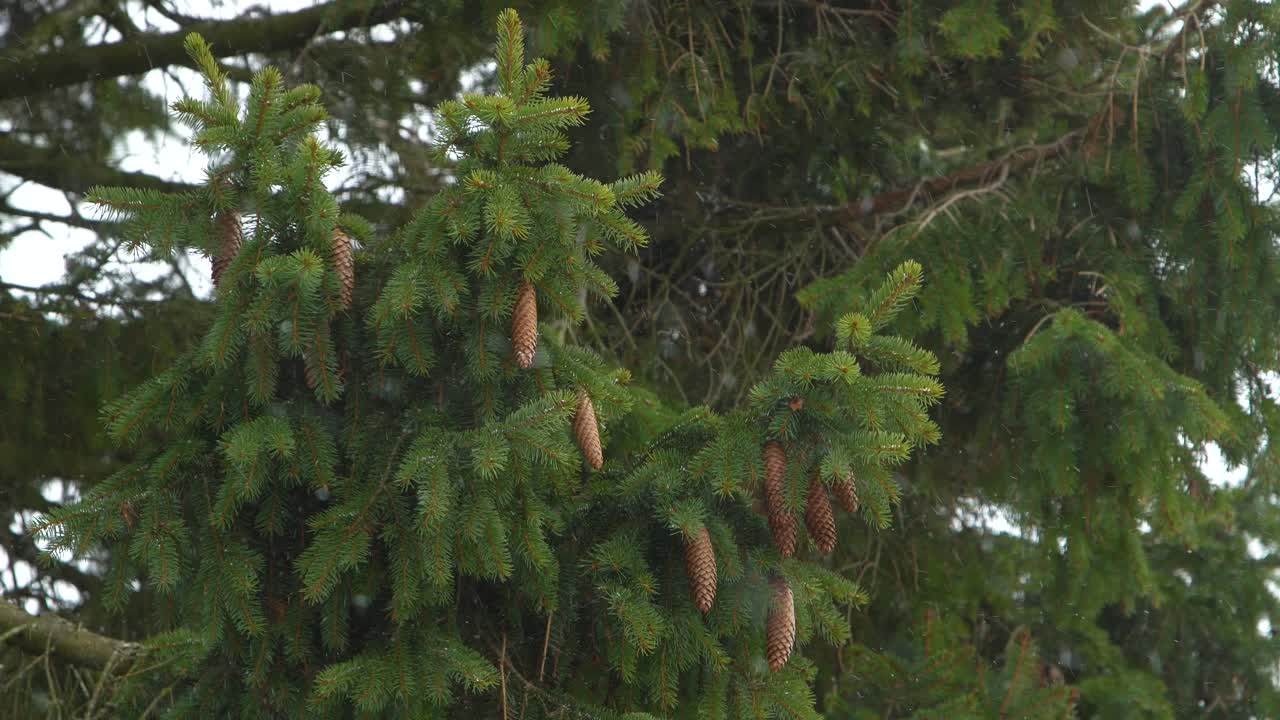 conos de pino en el árbol durante las nevadas en la temporada de invierno