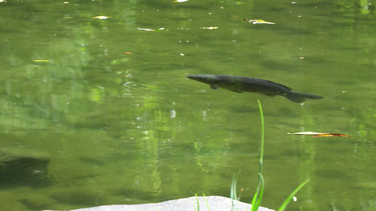 가을 동안 한국의 한국 사원 정원에 있는 연못에 검은 잉어