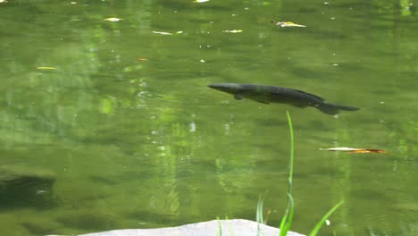 Schwarzer-Karpfen-Auf-Teich-Im-Garten-Des-Koreanischen-Tempels-In-Südkorea-Im-Herbst