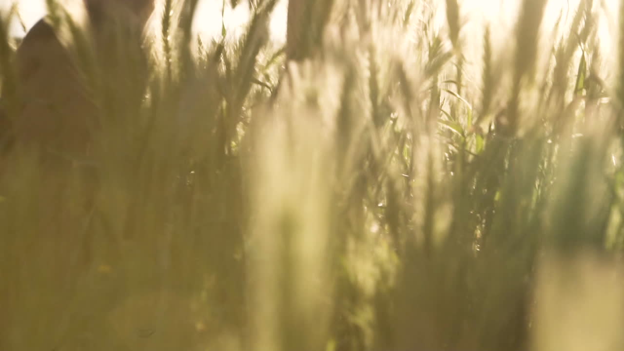 사람이 슬로우 모션으로 걷는 동안 황금 밀을 통과하는 태양 광선