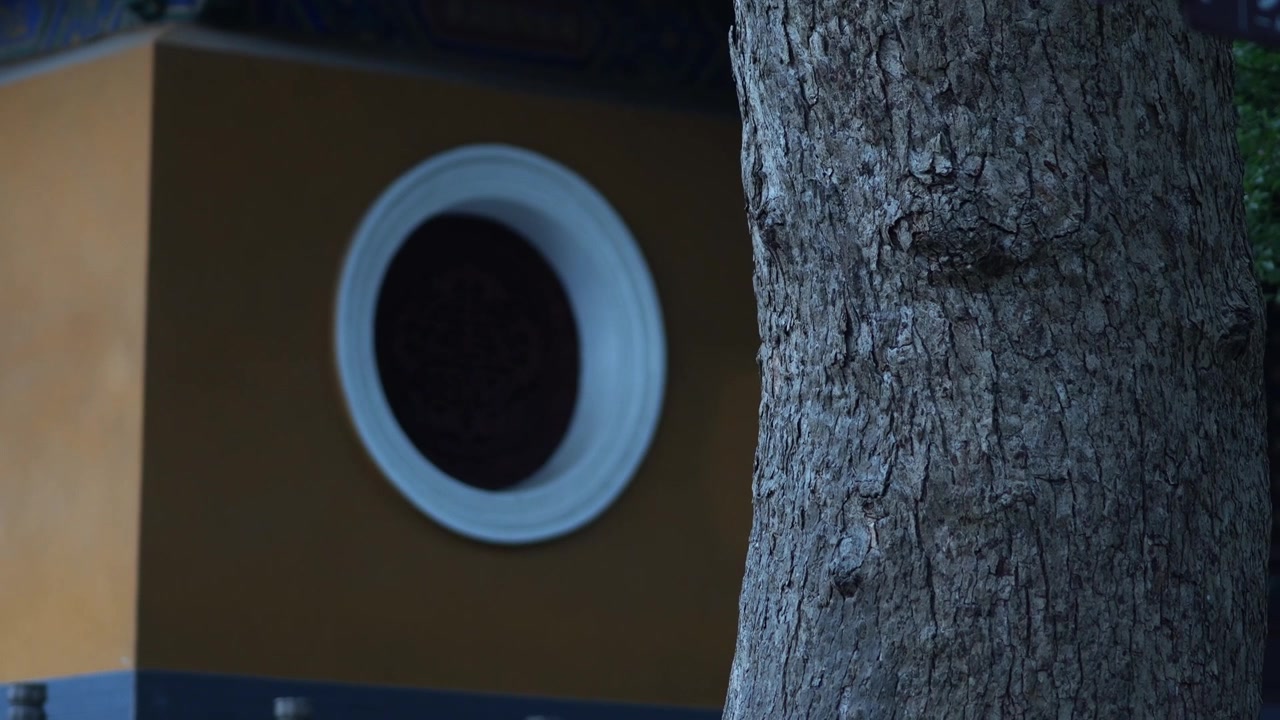 Tree trunk and temple exterior of Putuo Puji Temple, China (4K25p)