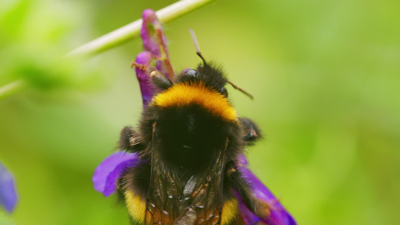 abeja trepando sobre una planta de flores en el jardín