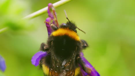 abeja trepando sobre una planta de flores en el jardín