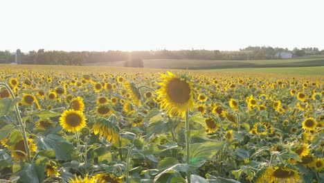 bees fly between sunflowers in bright summer sun