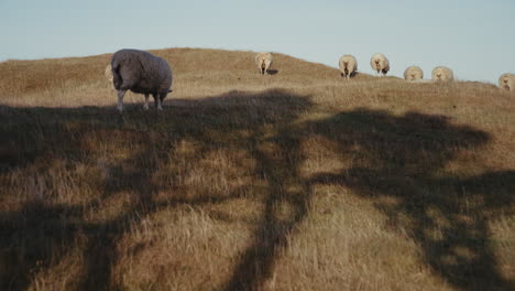 sheep on a hillside