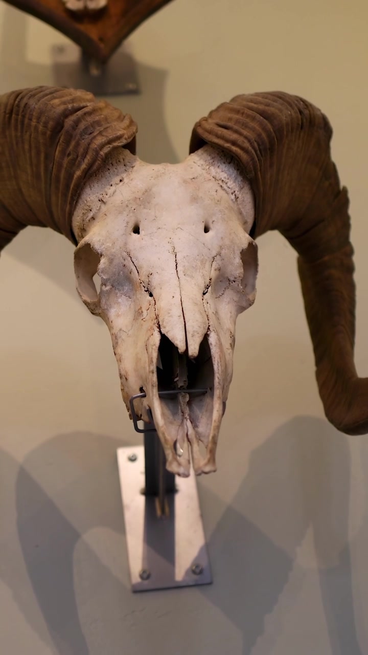 Esposizione di un teschio di capra al Museo Nazionale della Scozia.
