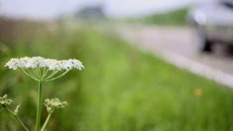 DMC-DeLorean-driving-in-landscape,-flower-in-foreground