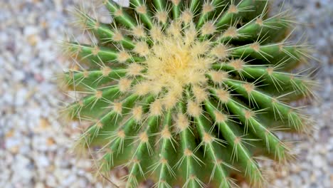 aerial zoom-in on a cactus at khlong lat mayom floating market, showcasing its intricate thorn pattern and vibrant colors