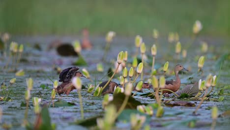 Kleine-Pfeifende-Ente-Badet-Im-Seerosenteich