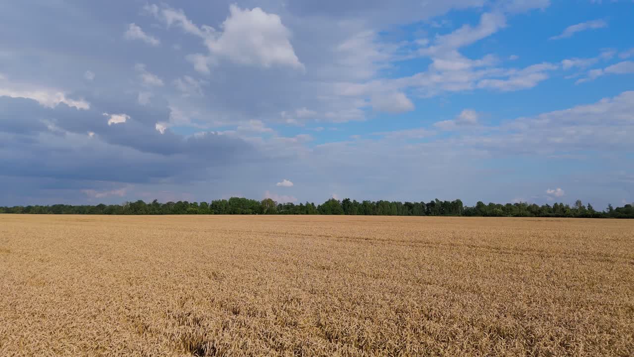 Drone Flight Over Golden Wheat Fields and Country Road on a Sunny Summer Day with Rainbow in the Sky Peaceful Latvian Countryside Aerial View