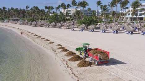 local workers cleaning pile of seaweeds on the beach resort then load into tractor