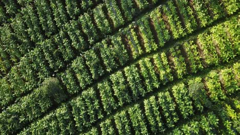 Aufsteigende-Luftaufnahmen-Von-Oben-Nach-Unten-Von-Tabakplantagen,-Die-An-Sonnigen-Tagen-Am-Hang-Des-Berges-Sindoro-Wachsen---Zentral-Java,-Indonesien---Orbitflug