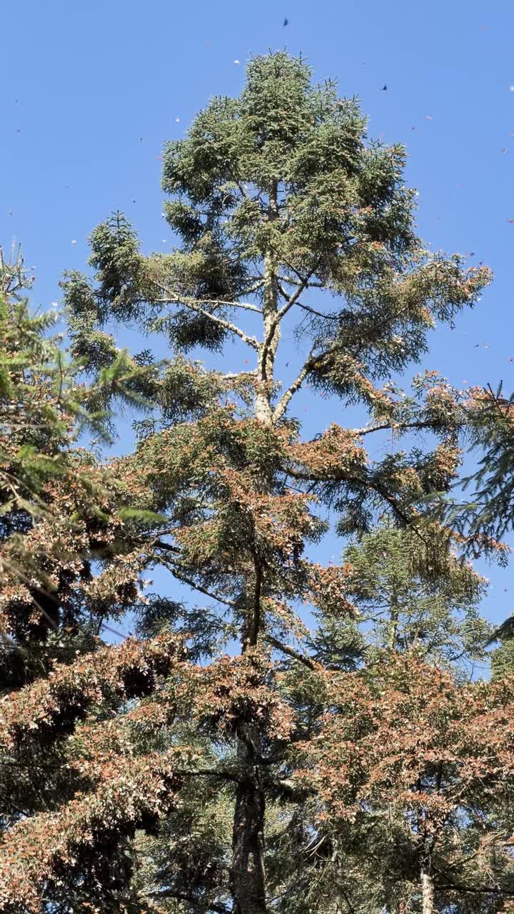 Molte farfalle monarca che volano intorno a un albero, santuario degli insetti.