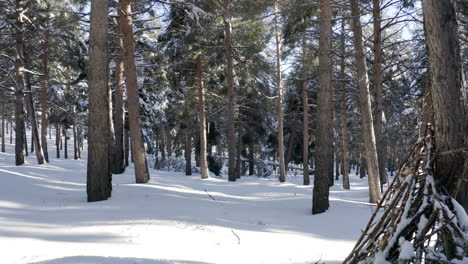 Schnee,-Der-Von-Kiefern-Fällt,-Während-Er-Durch-Den-Wald-Geht