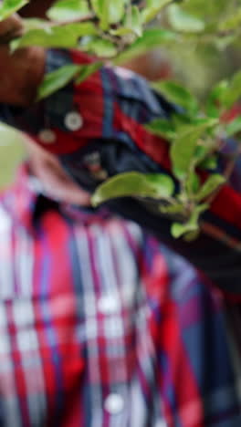 mature male farmer picks a red apple from the tree. blurred backdrop. man rubs the fruit to clean it from spider web. vertical video